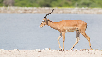 Image showing Male black-faced impala (Aepyceros melampus petersi)