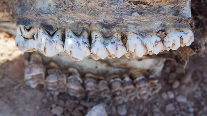 Image showing Killed giraffe, teeth