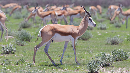 Image showing Springbok antelope (Antidorcas marsupialis)