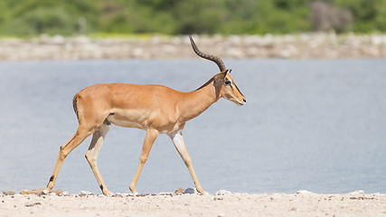 Image showing Male black-faced impala (Aepyceros melampus petersi)