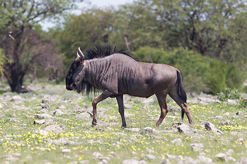 Image showing Wildebeest walking the plains of Etosha National Park