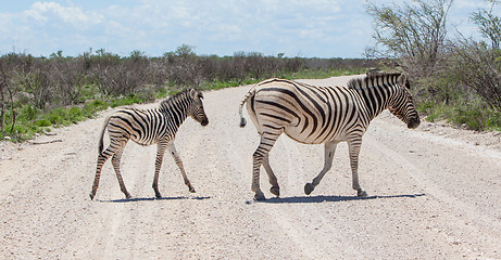 Image showing Burchells zebra (Equus Burchelli) with young crossing gravel roa