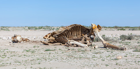 Image showing Killed giraffe