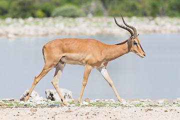 Image showing Male black-faced impala (Aepyceros melampus petersi)