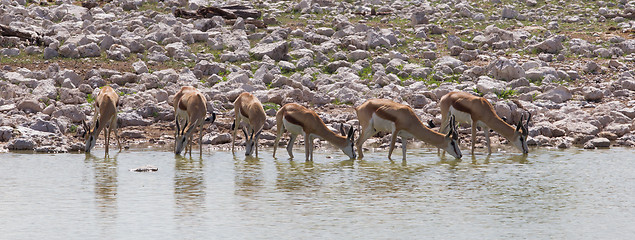 Image showing Springbok antelope (Antidorcas marsupialis), close-up, drinking