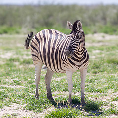 Image showing Burchells zebra (Equus Burchelli)