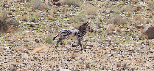 Image showing Frightened zebra running and leaving a dust trail