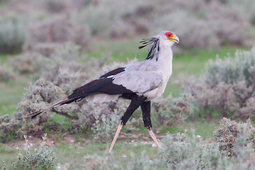 Image showing Secretary Bird, Sagittarius serpentarius in grass