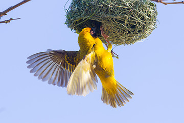 Image showing Southern Yellow Masked Weaver 