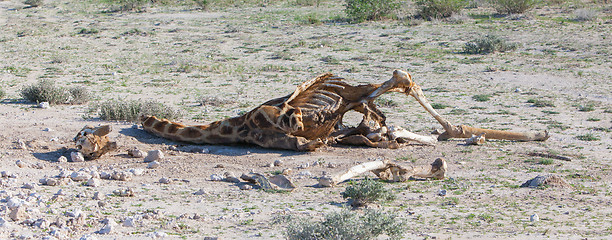 Image showing Killed giraffe