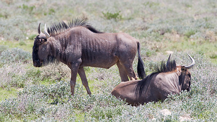 Image showing Wildebeest walking the plains of Etosha National Park