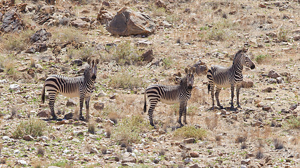 Image showing Burchells zebra (Equus Burchelli)