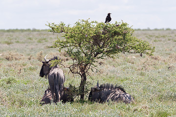 Image showing Wildebeest seeking shade at the plains of Etosha National Park