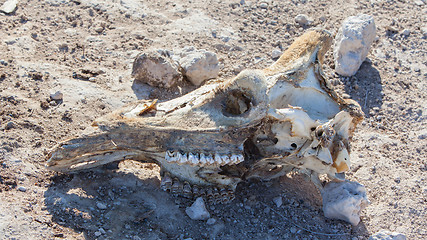 Image showing Killed giraffe, skull