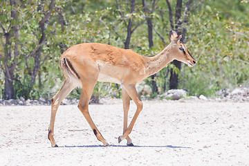 Image showing Male black-faced impala (Aepyceros melampus petersi)