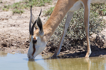 Image showing Springbok antelope (Antidorcas marsupialis), close-up, drinking