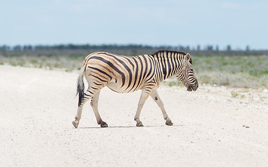 Image showing Burchells zebra (Equus Burchelli) crossing gravel road
