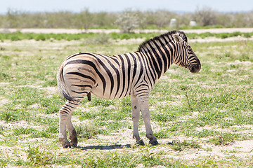 Image showing Burchells zebra (Equus Burchelli)