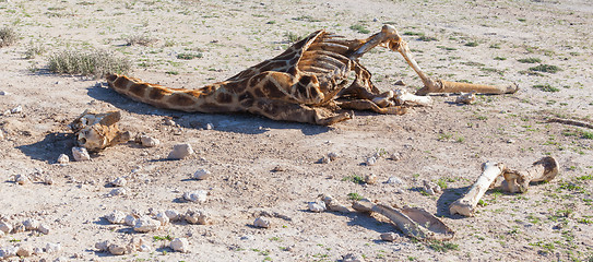 Image showing Killed giraffe