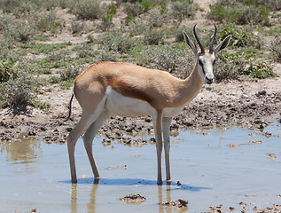 Image showing Springbok antelope (Antidorcas marsupialis), close-up, drinking