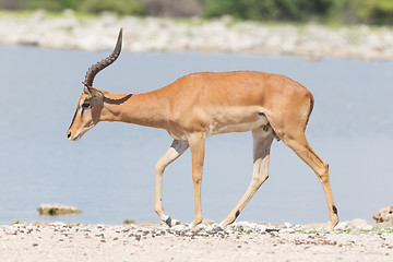 Image showing Male black-faced impala (Aepyceros melampus petersi)