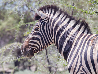 Image showing Burchells zebra (Equus Burchelli)