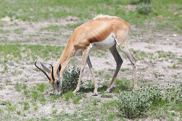 Image showing Springbok antelope (Antidorcas marsupialis)