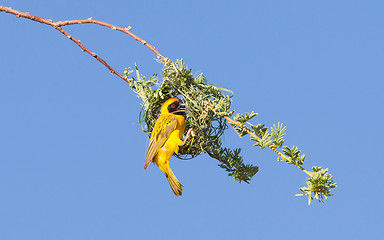 Image showing Southern Yellow Masked Weaver 