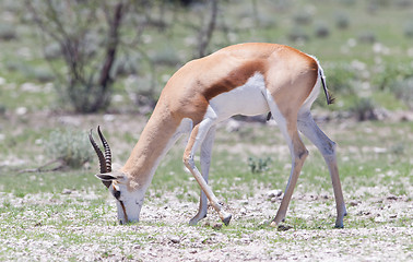 Image showing Springbok antelope (Antidorcas marsupialis)