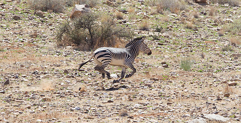 Image showing Frightened zebra running and leaving a dust trail