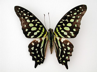 Image showing Green Butterfly