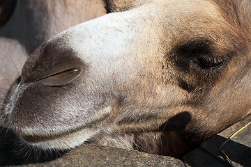 Image showing Camel