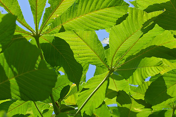 Image showing Leaves background