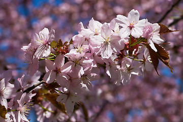 Image showing Cherry blossom