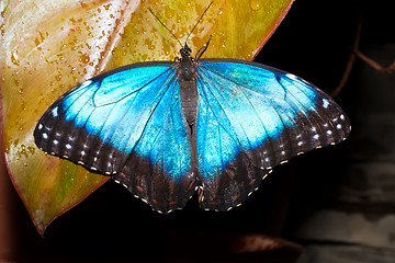 Image showing Butterfly