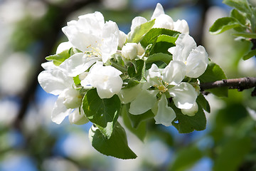 Image showing Apple flowers