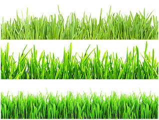 Image showing Green grass