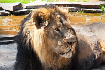 Image showing Lion