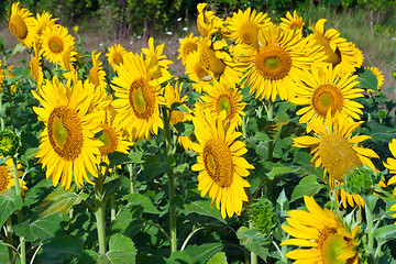 Image showing Sunflowers