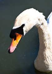 Image showing White swan