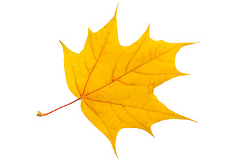 Image showing Maple leaf