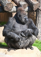 Image showing Gorilla