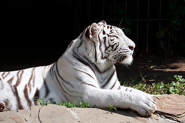 Image showing White Tiger