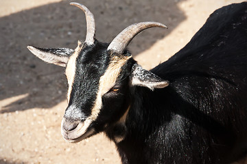 Image showing Goat