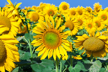 Image showing Sunflowers