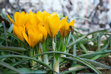 Image showing Yellow  crocuses in the spring