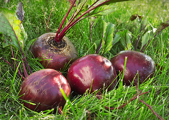Image showing Several washed beet lies on the green grass