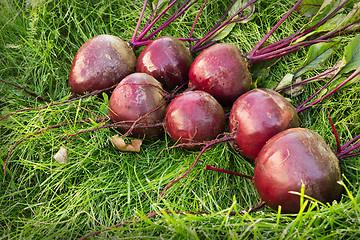 Image showing Washed beet lies on the green grass