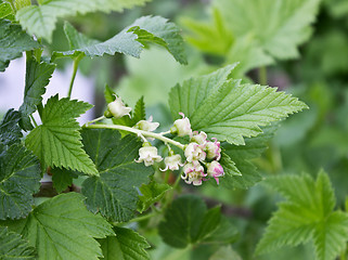 Image showing Delicate flowers currant in the spring garden
