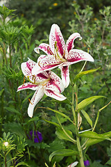 Image showing Two colorful lily growing in summer garden